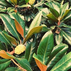 Meet your Posher, Cara